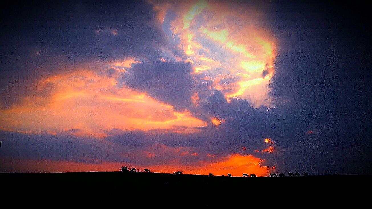 In Praise of Elephants — Edinburgh area