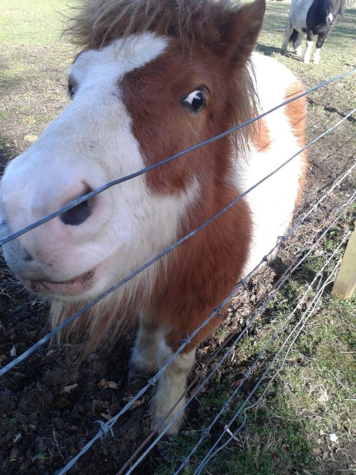 In Praise of Elephants